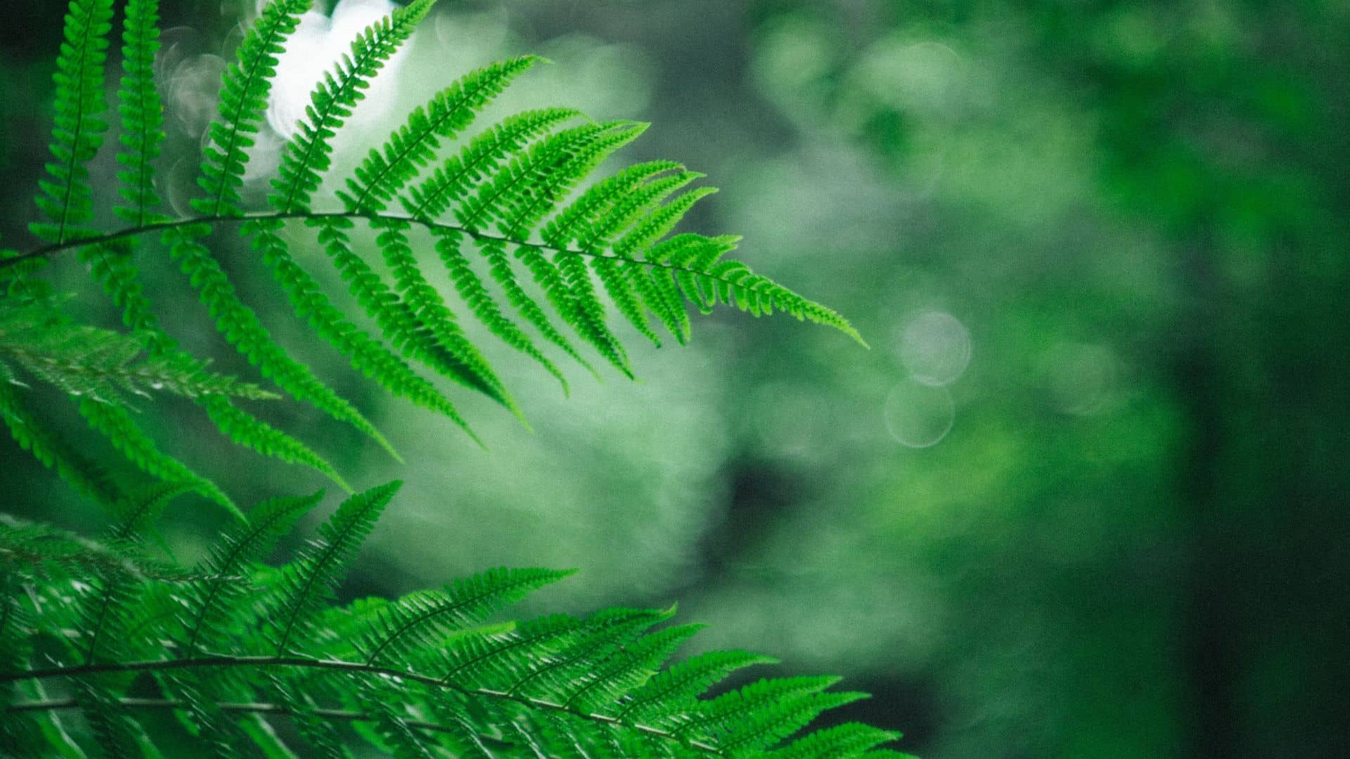 Pray As You Go Player pray-as-you-go-player